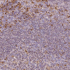 Anti-SPI1 Antibody