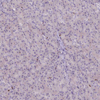 Anti-SPI1 Antibody