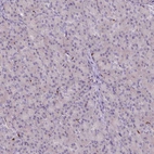 Immunohistochemical staining of human pancreas shows very weak positivity in exocrine glandular cells.