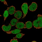 Immunofluorescent staining of human cell line REH shows localization to nucleoplasm.