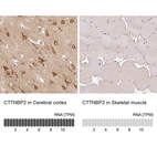 Anti-CTTNBP2 Antibody