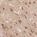 Immunohistochemical staining of human cerebral cortex shows high expression.