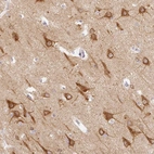 Immunohistochemical staining of human cerebral cortex shows high expression.