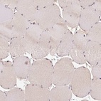 Immunohistochemical staining of human skeletal muscle shows low expression as expected.
