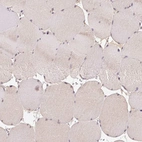 Immunohistochemical staining of human skeletal muscle shows low expression as expected.