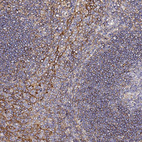 Anti-CD47 Antibody