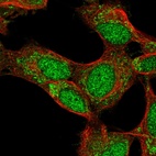Immunofluorescent staining of human cell line SH-SY5Y shows localization to nucleus & mitochondria.