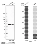 Western blot analysis in human cell line CACO-2 and human cell line HeLa.