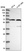 Anti-UTP15 Antibody