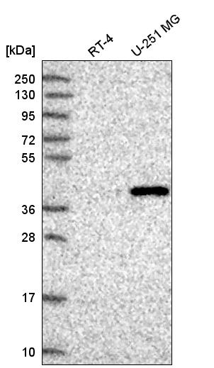 Anti-FAM8A1 Antibody
