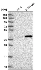 Anti-FAM8A1 Antibody