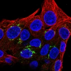 Immunofluorescent staining of human cell line Hep G2 shows localization to the Golgi apparatus.