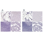 Immunohistochemical staining of human breast, cerebral cortex, lymphoid tissues and placenta using Anti-PLIN4 antibody HPA044682 (A) shows similar protein distribution across tissues to independent antibody HPA054657 (B).