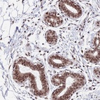 Anti-KIAA1191 Antibody