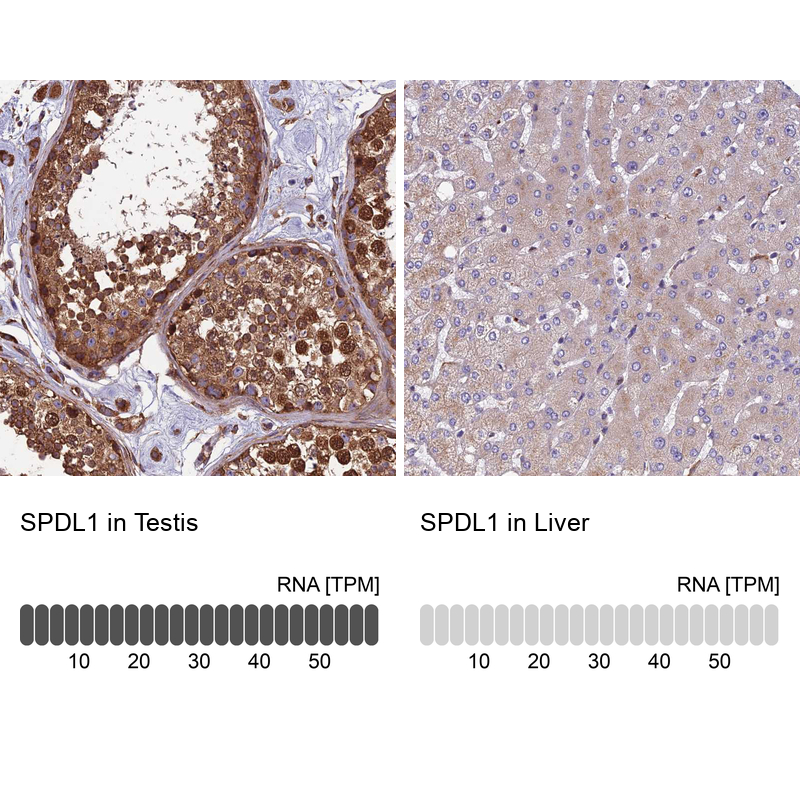 Anti-SPDL1 Antibody