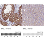 Anti-SPDL1 Antibody