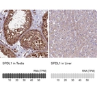 Anti-SPDL1 Antibody