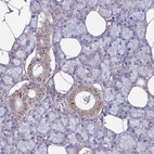 Immunohistochemical staining of human salivary gland shows very weak cytoplasmic positivity in glandular cells.