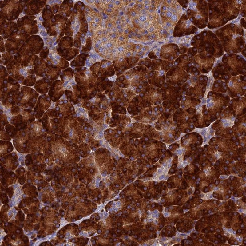 Anti-RNASEK Antibody