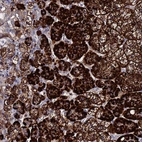 Anti-TCP10L Antibody