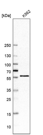 Anti-CDK8 Antibody