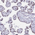 Immunohistochemical staining of human placenta shows moderate nuclear positivity in trophoblastic cells.