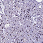 Immunohistochemical staining of human pancreas shows moderate nuclear positivity in exocrine glandular cells.