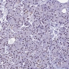 Immunohistochemical staining of human pancreas shows moderate nuclear positivity in exocrine glandular cells.