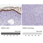 Anti-CDSN Antibody
