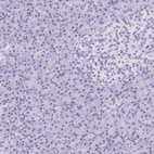 Immunohistochemical staining of human pancreas shows no positivity as expected.