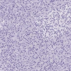 Immunohistochemical staining of human pancreas shows no positivity as expected.