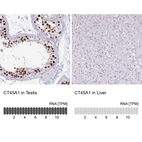 Anti-CT45A1 Antibody