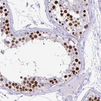Immunohistochemical staining of human testis shows strong nuclear positivity in cells in seminiferous ducts.