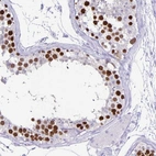 Immunohistochemical staining of human testis shows strong nuclear positivity in cells in seminiferous ducts.