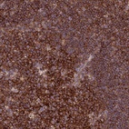 Anti-FAM76A Antibody