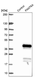 Western blot analysis in control (vector only transfected HEK293T lysate) and FAM76A over-expression lysate (Co-expressed with a C-terminal myc-DDK tag (~3.1 kDa) in mammalian HEK293T cells, LY407384).