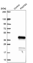 Western blot analysis in control (vector only transfected HEK293T lysate) and FAM76A over-expression lysate (Co-expressed with a C-terminal myc-DDK tag (~3.1 kDa) in mammalian HEK293T cells, LY407384).