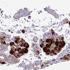 Anti-CST4 Antibody