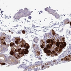 Anti-CST4 Antibody