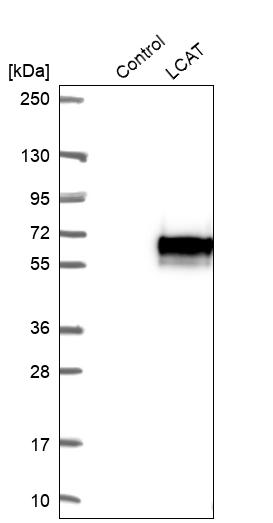 Anti-LCAT Antibody