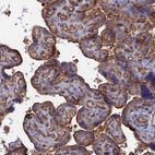 Immunohistochemical staining of human placenta shows strong membranous positivity in trophoblastic cells.