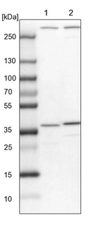 Lane 1: NIH-3T3 cell lysate (Mouse embryonic fibroblast cells)_br/_Lane 2: NBT-II cell lysate (Rat Wistar bladder tumour cells)
