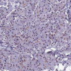 Immunohistochemical staining of human pancreas shows low expression as expected.