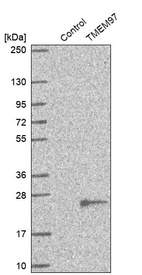 Western blot analysis in control (vector only transfected HEK293T lysate) and TMEM97 over-expression lysate (Co-expressed with a C-terminal myc-DDK tag (~3.1 kDa) in mammalian HEK293T cells, LY415192).