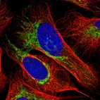 Immunofluorescent staining of human cell line U-2 OS shows localization to mitochondria.