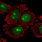 Anti-C8orf59 Antibody