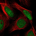 Immunofluorescent staining of human cell line U-2 OS shows localization to nucleoplasm.