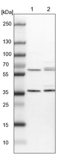 Lane 1: NIH-3T3 cell lysate (Mouse embryonic fibroblast cells)_br/_Lane 2: NBT-II cell lysate (Rat Wistar bladder tumour cells)