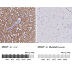 Anti-MGST1 Antibody