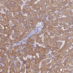 Immunohistochemical staining of human liver shows high expression.